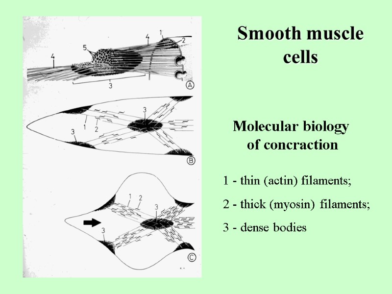 Smooth muscle cells  Molecular biology  of concraction  1 - thin (actin)